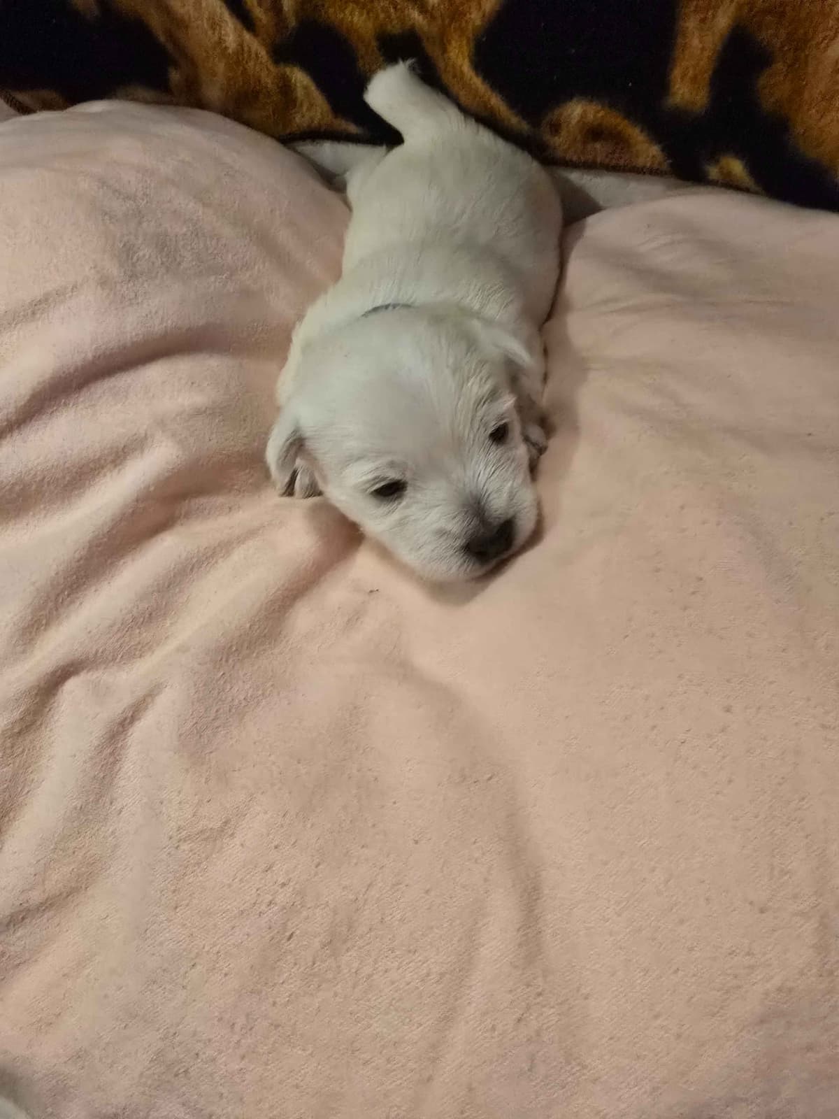 West Highland White Terrier Puppies breeder image 1