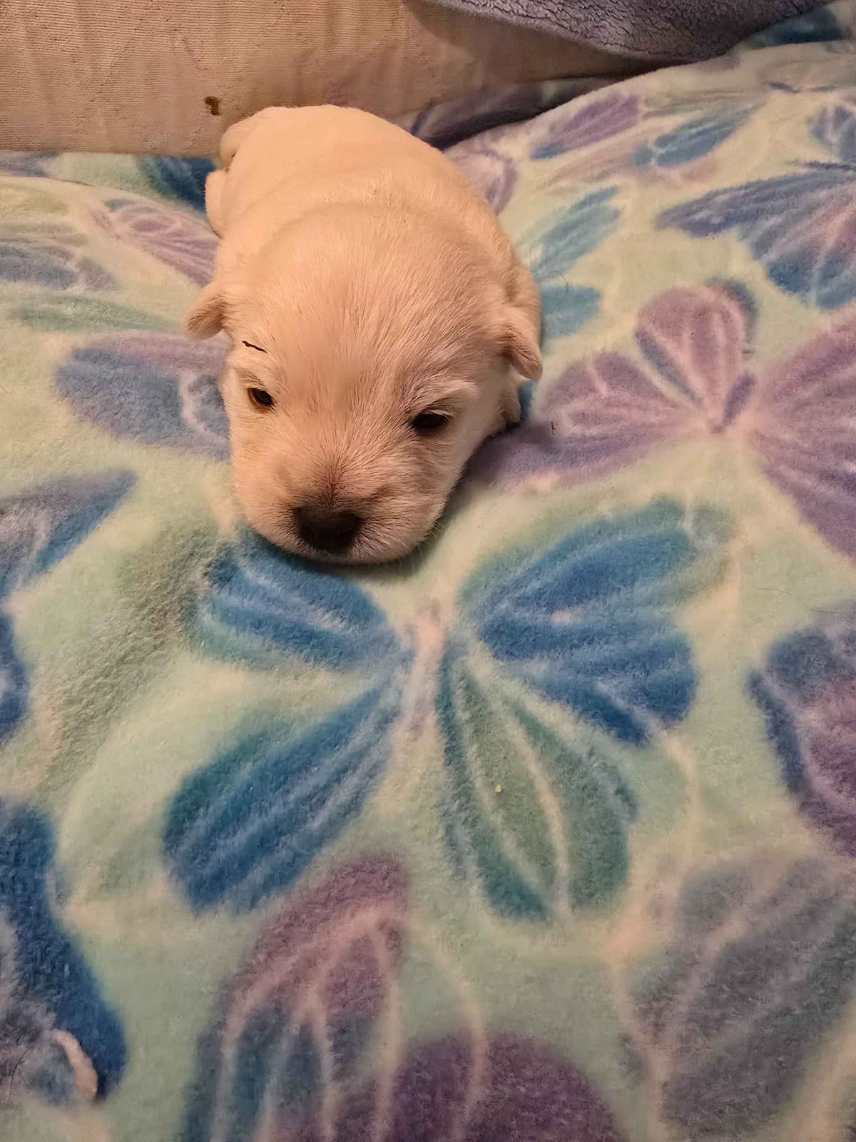 West Highland White Terrier Puppies breeder image 4