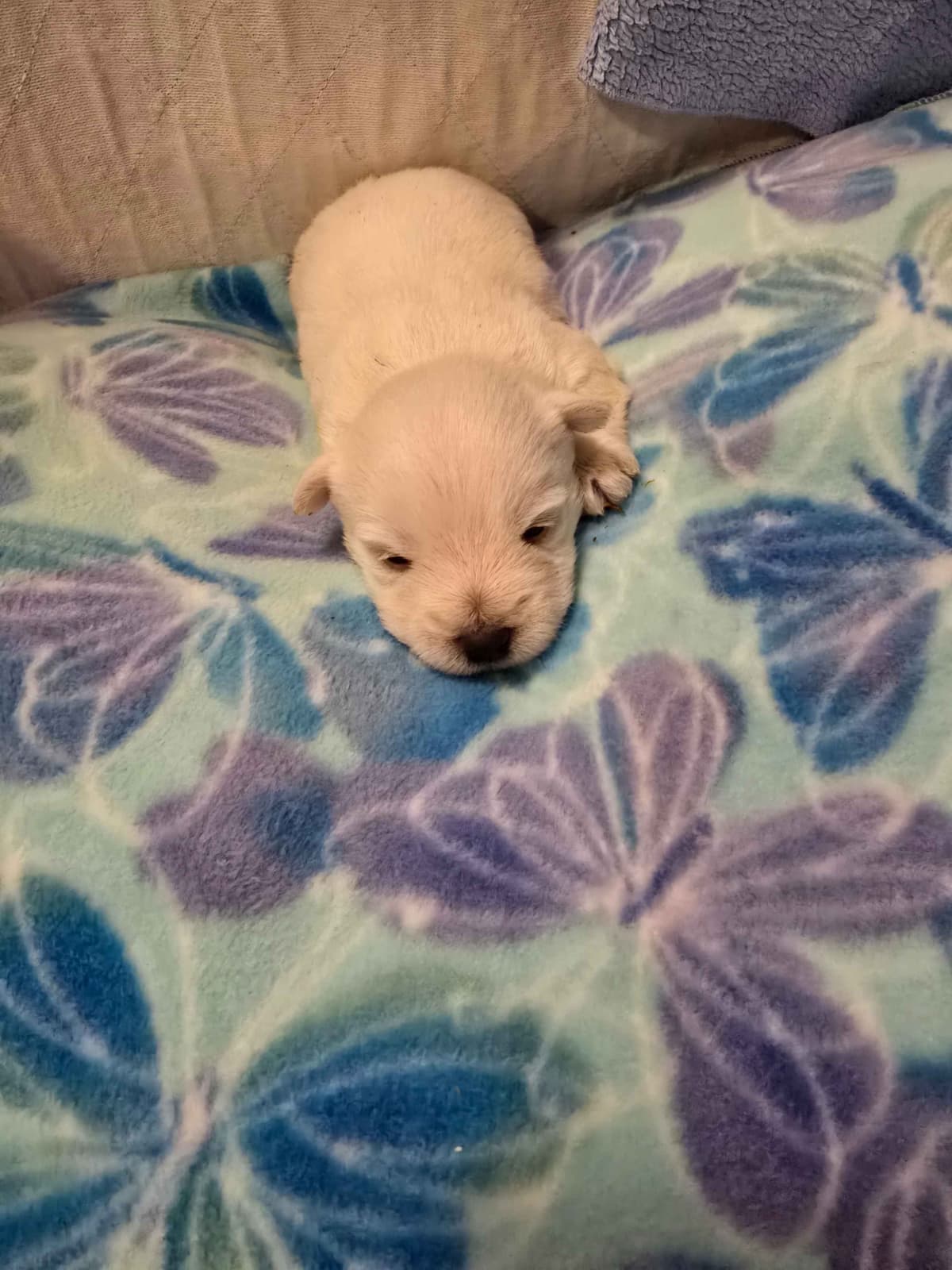 West Highland White Terrier Puppies breeder image 5