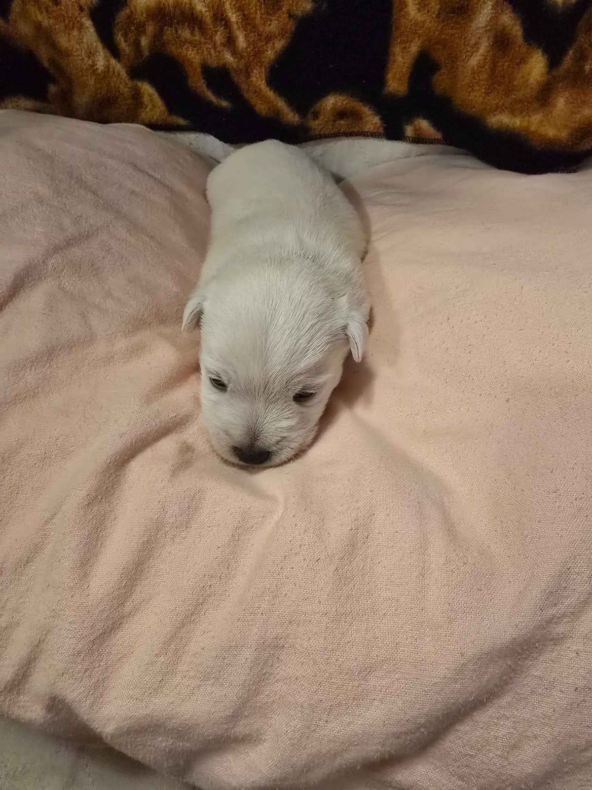 West Highland White Terrier Puppies breeder image 3
