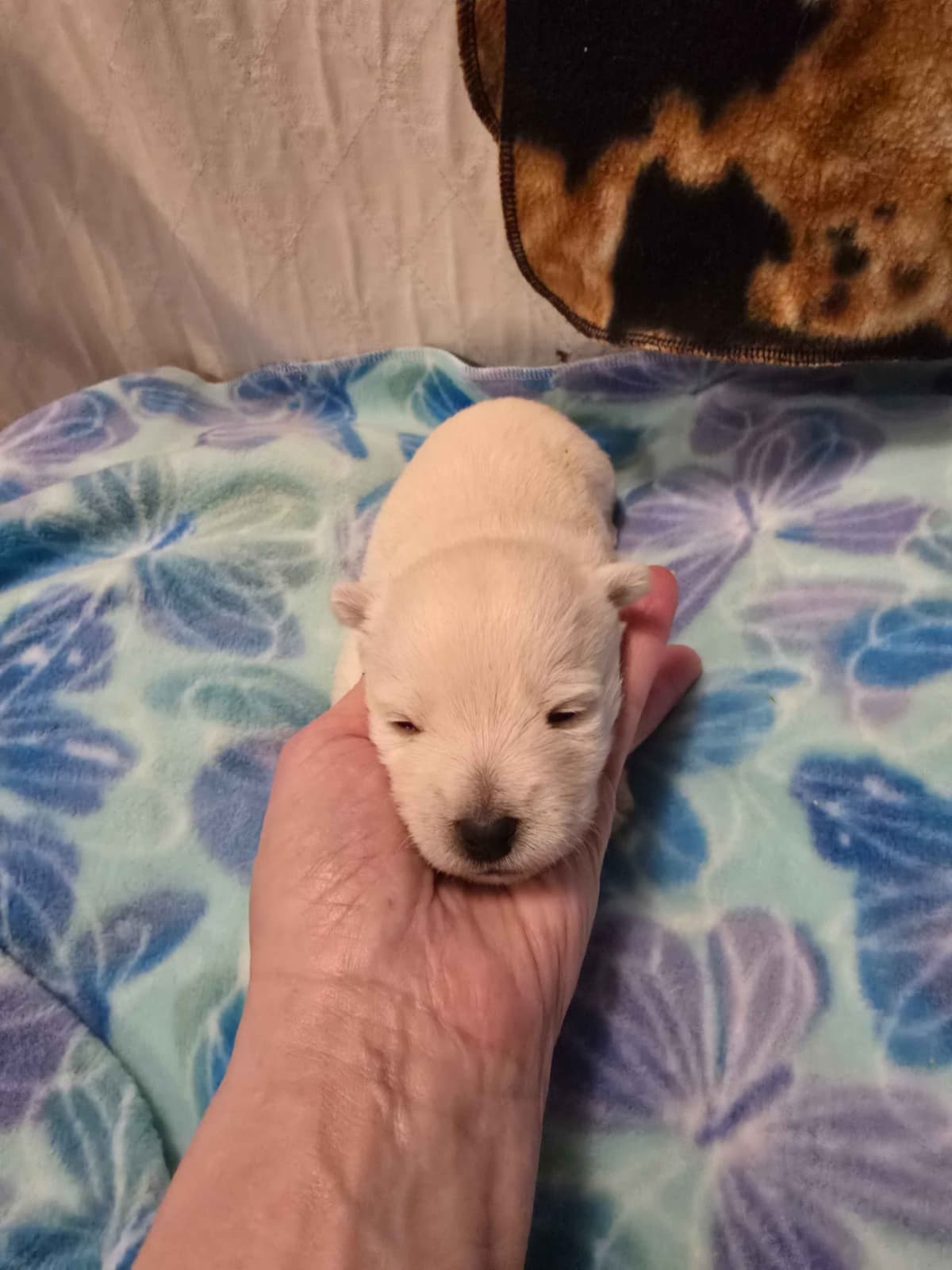West Highland White Terrier Puppies breeder image 2