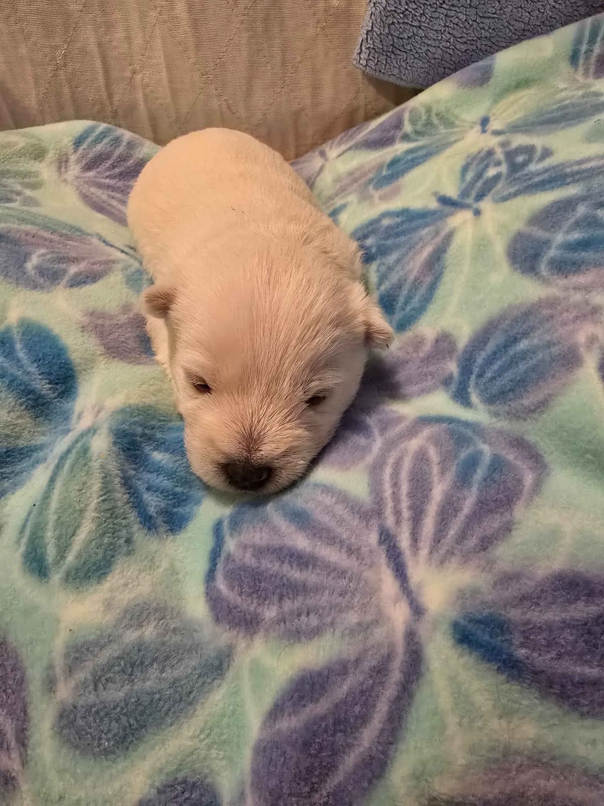 West Highland White Terrier Puppies breeder image 6