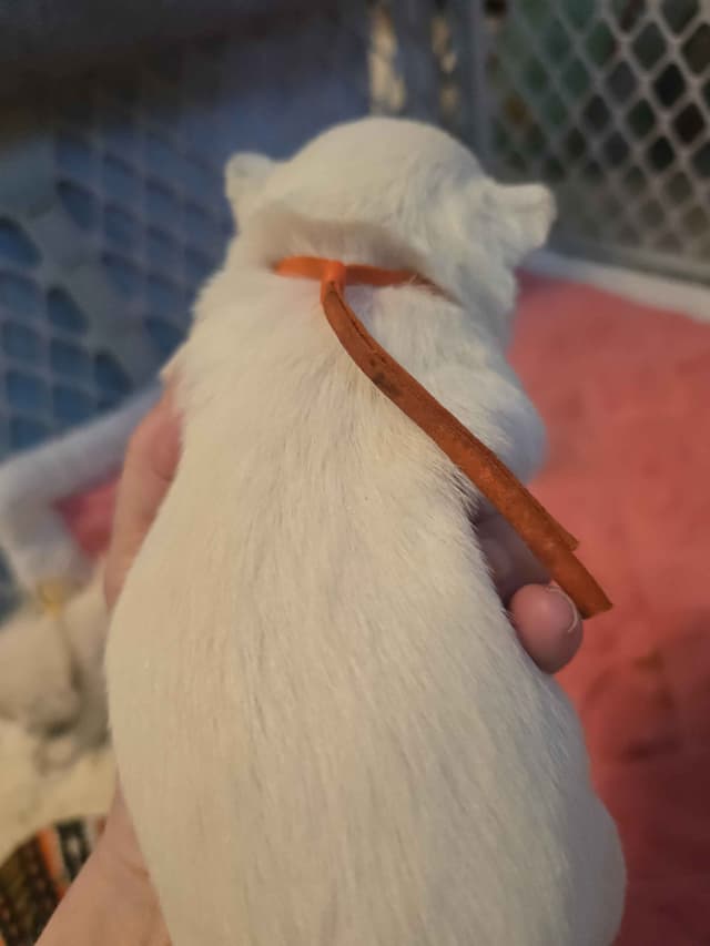 West Highland White Terrier Puppies media 3