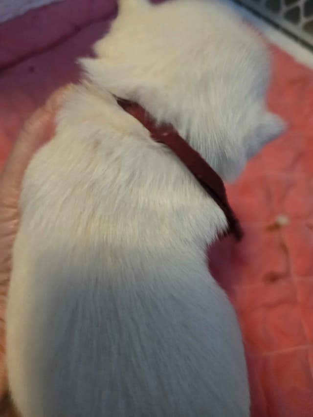 West Highland White Terrier Puppies media 4