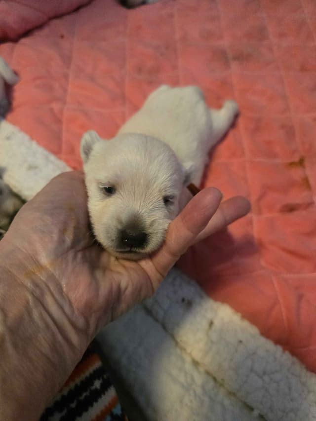West Highland White Terrier Puppies media 6