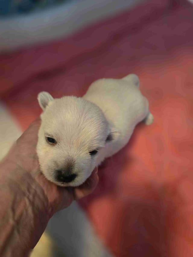 West Highland White Terrier Puppies media 5