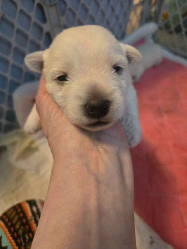 West Highland White Terrier Puppies media 7