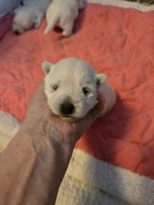 West Highland White Terrier Puppies media 8