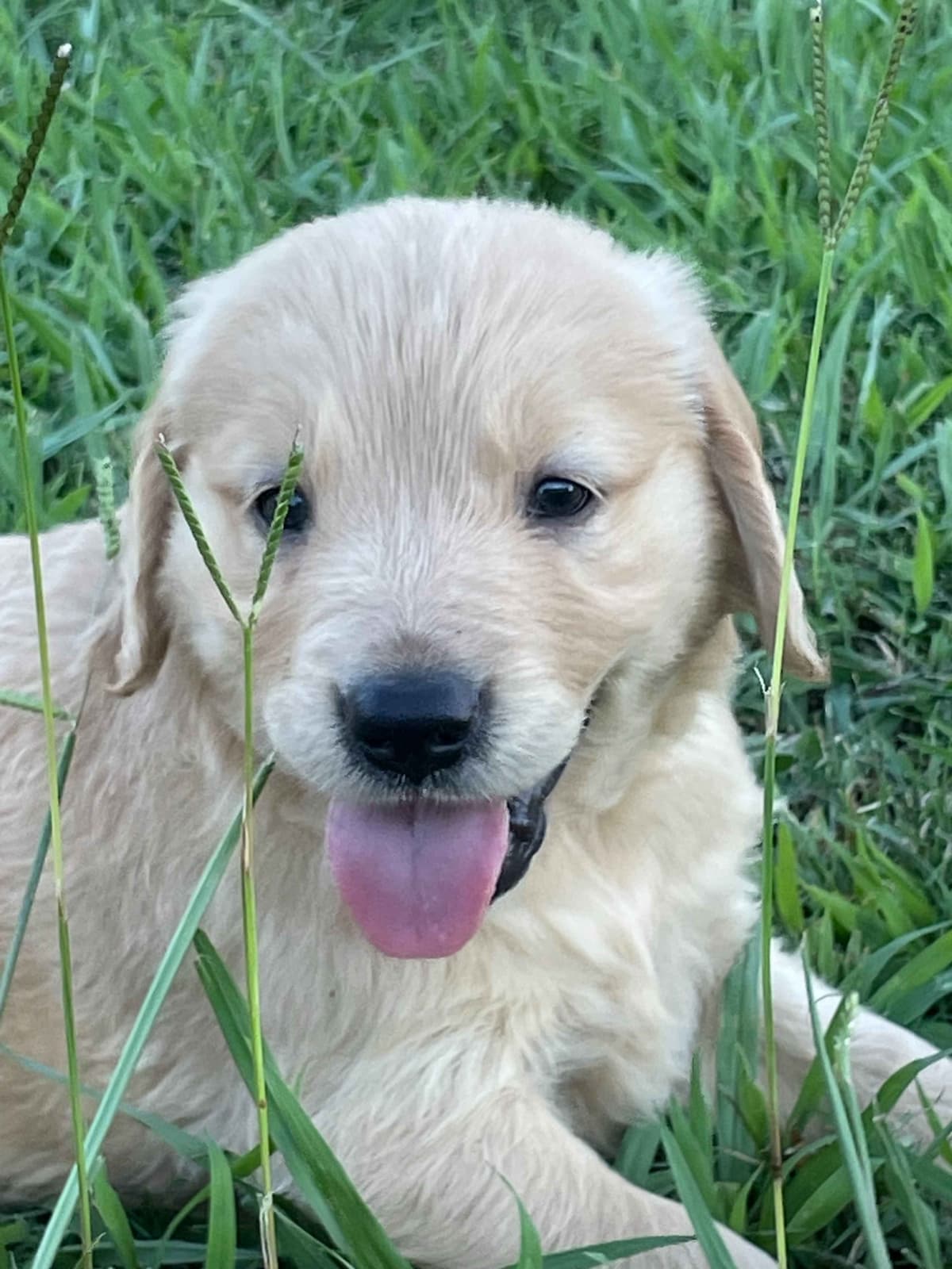 Golden Retriever Puppies breeder image 1