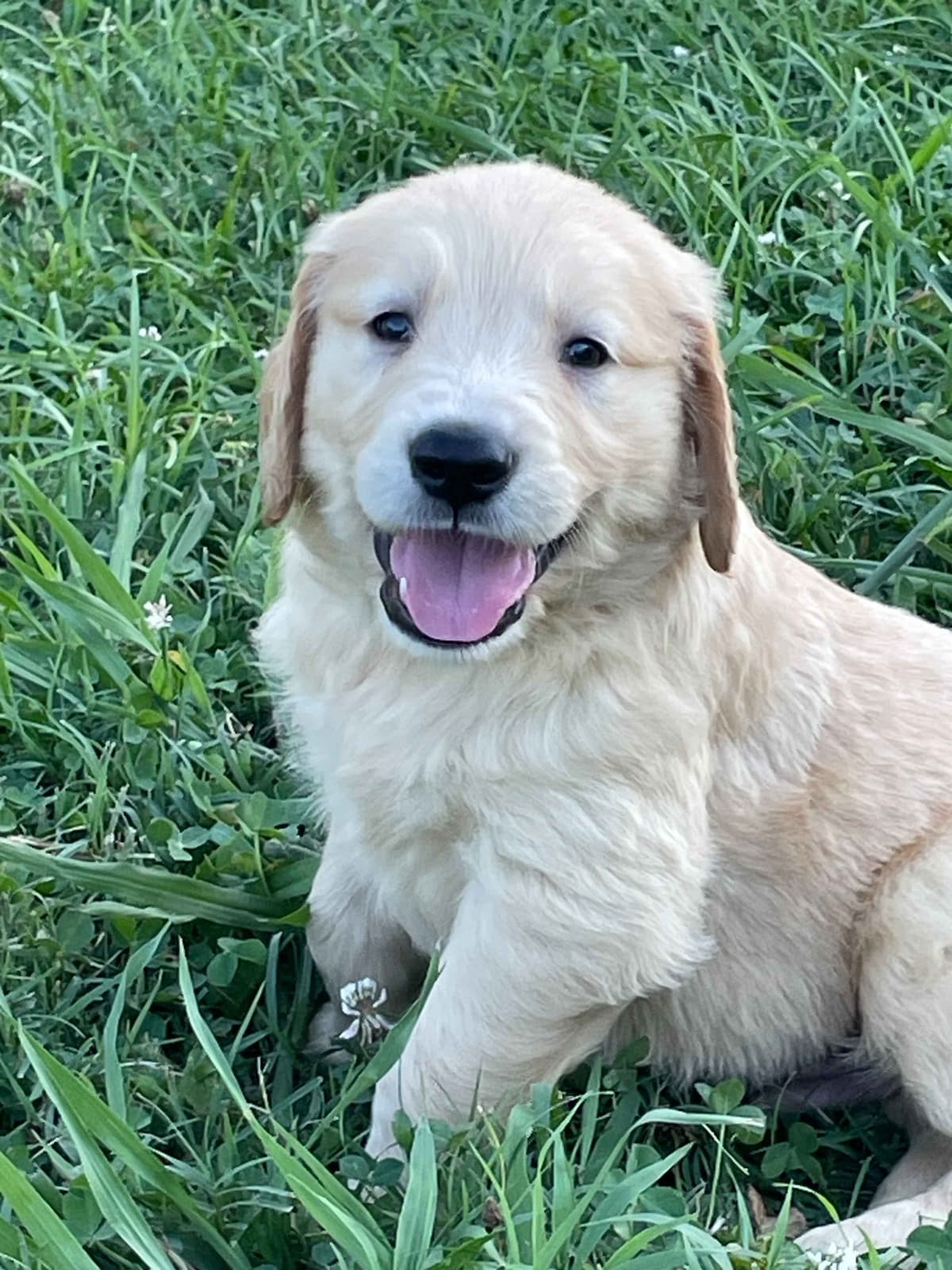 Golden Retriever Puppies breeder image 2