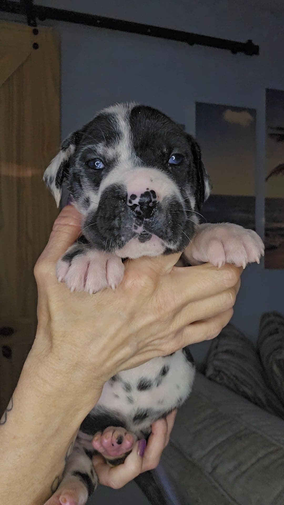 French Bulldog Puppies breeder image 19