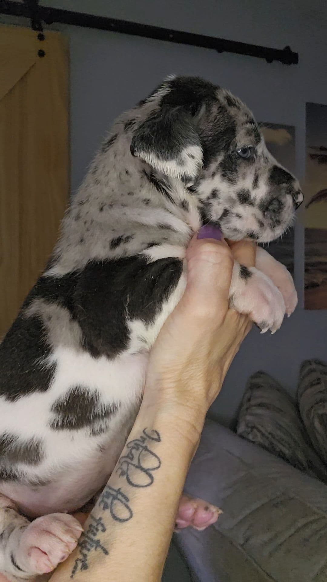 French Bulldog Puppies breeder image 18