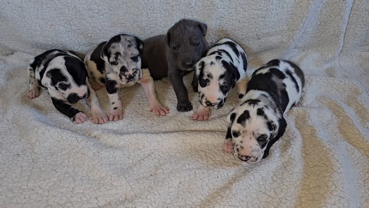 French Bulldog Puppies breeder image 20