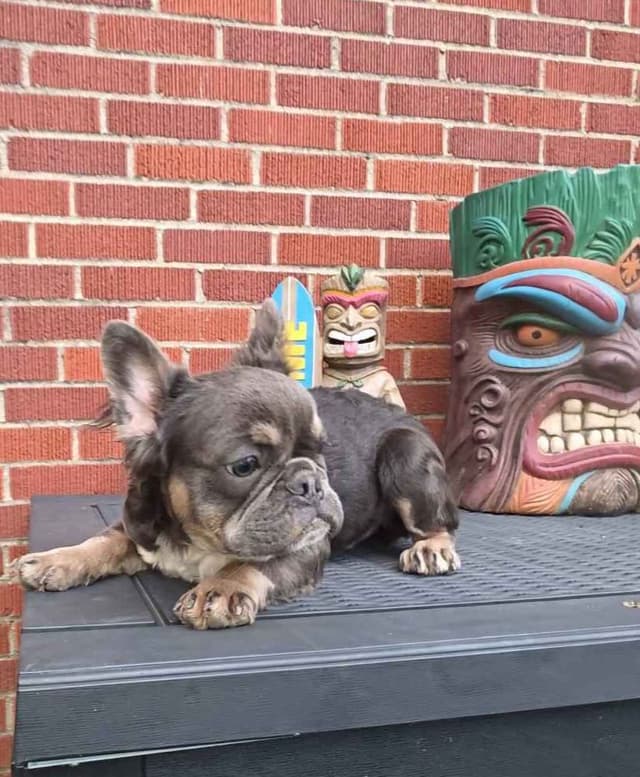 French Bulldog Puppies media 7