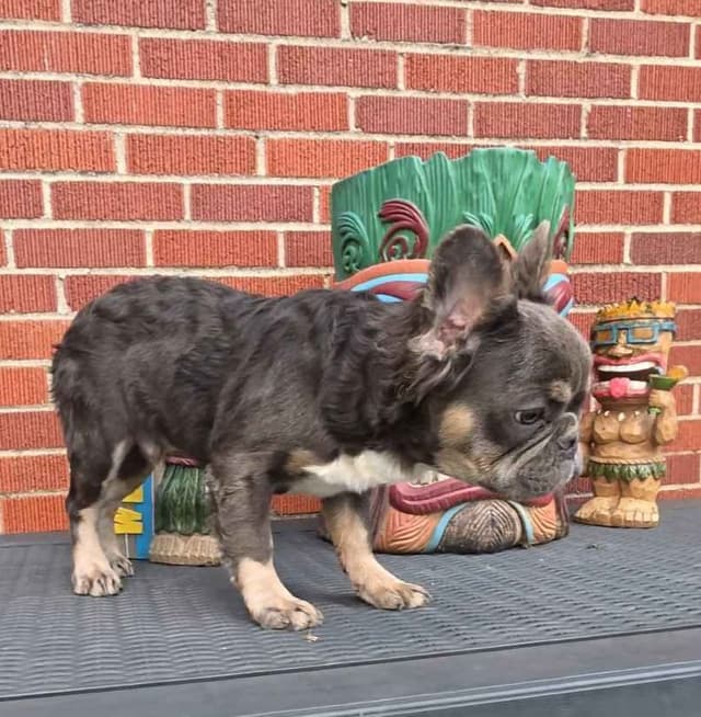 French Bulldog Puppies media 6