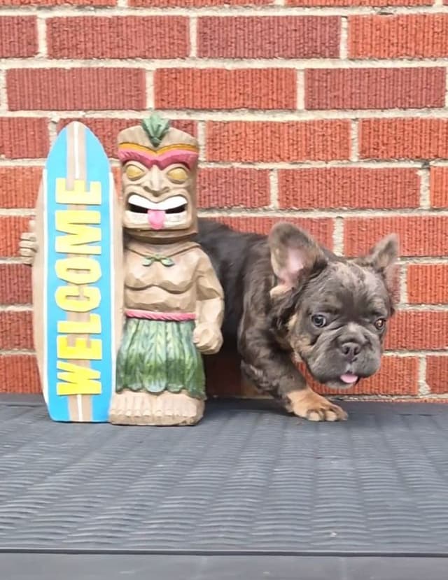 French Bulldog Puppies media 5