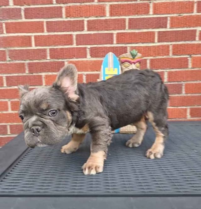 French Bulldog Puppies media 3