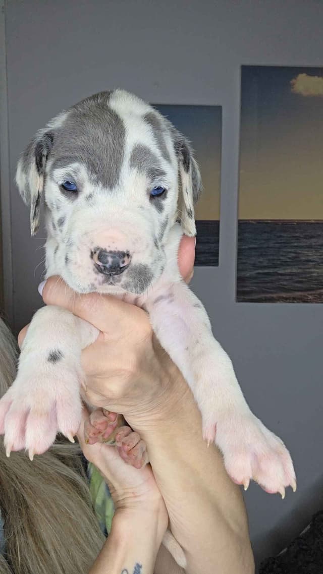 Great Dane Puppies media 10