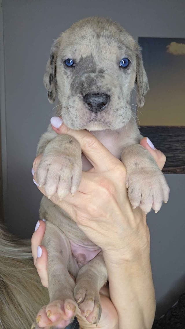 Great Dane Puppies media 4