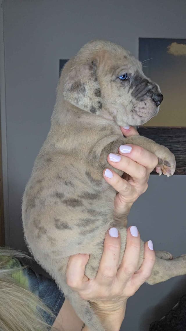 Great Dane Puppies media 9