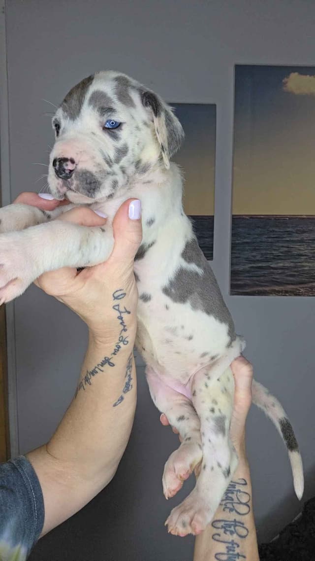Great Dane Puppies media 8
