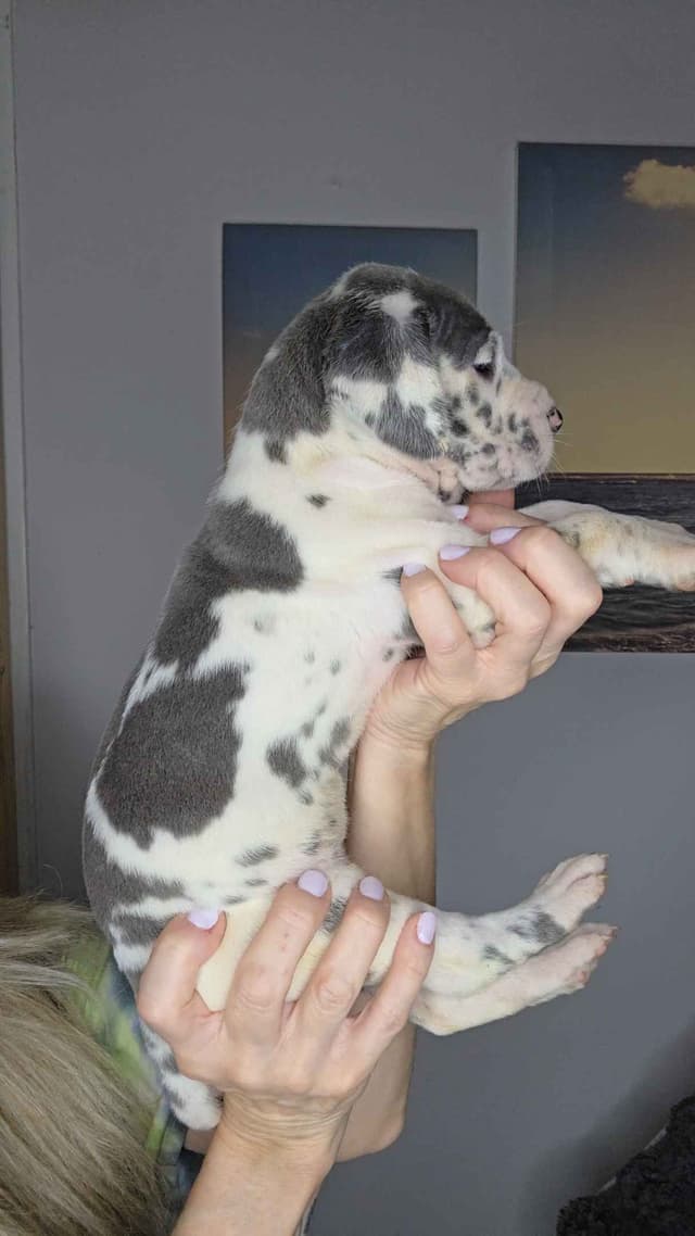 Great Dane Puppies media 12