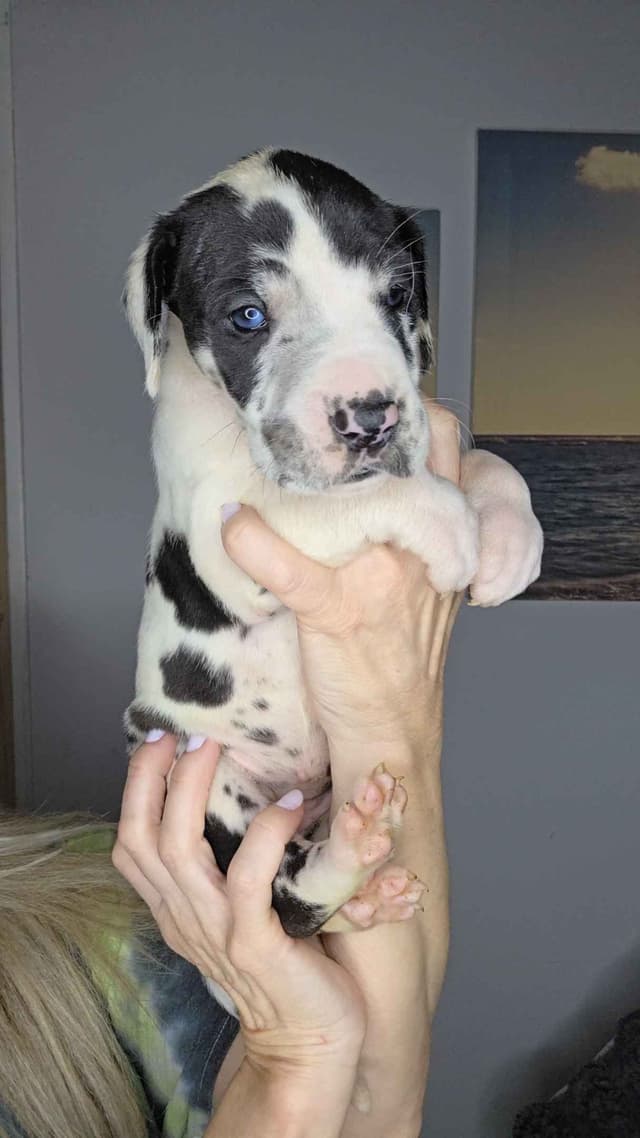 Great Dane Puppies media 2