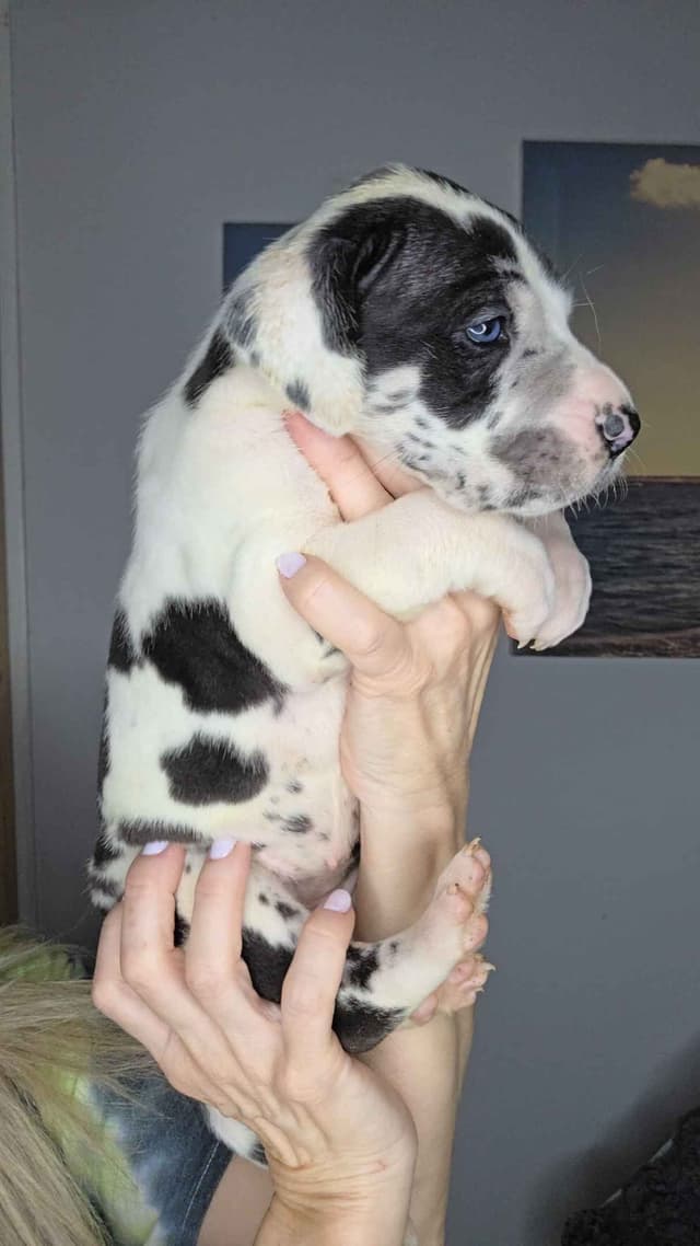 Great Dane Puppies media 13