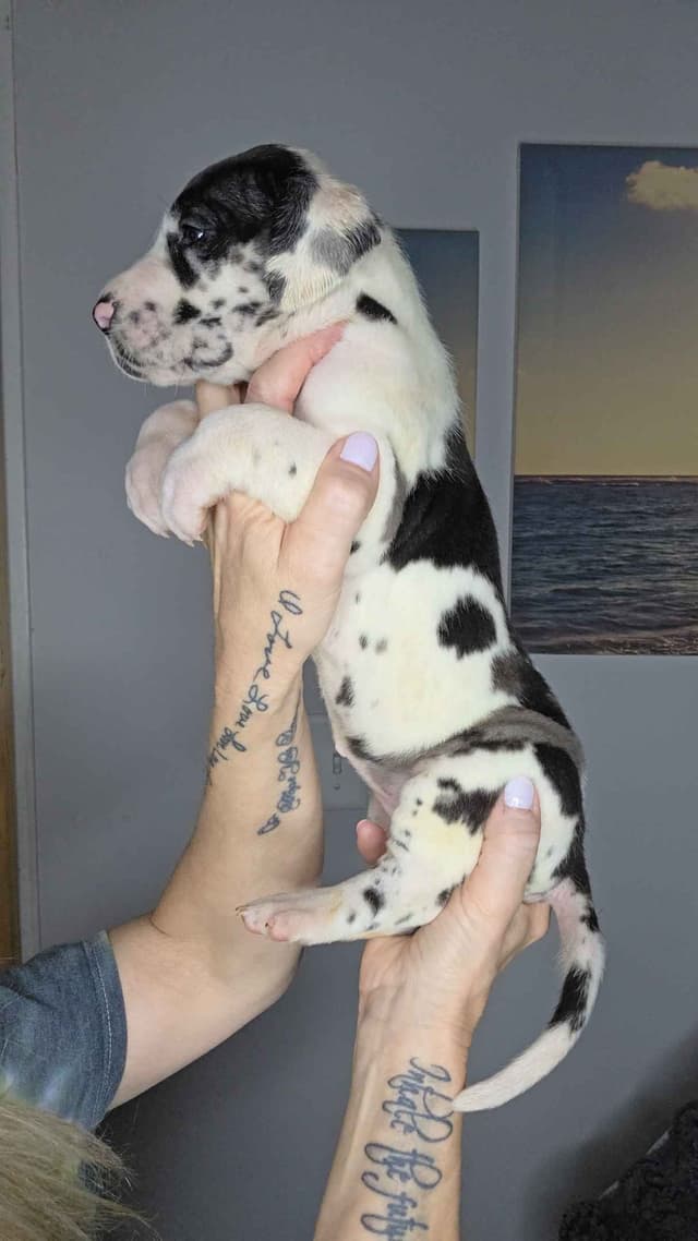 Great Dane Puppies media 17