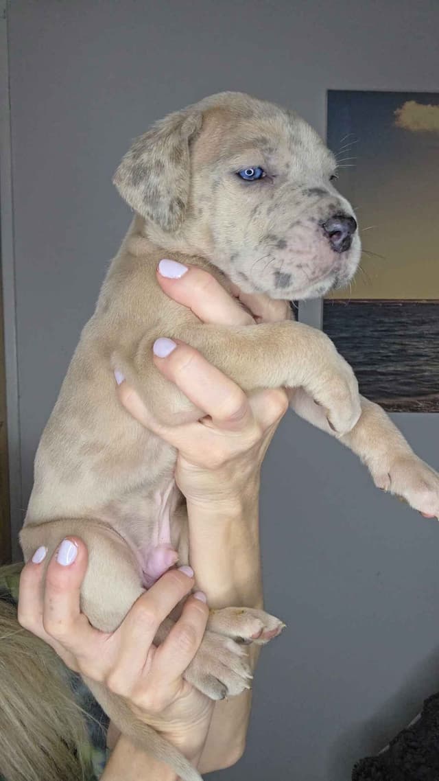 Great Dane Puppies media 16