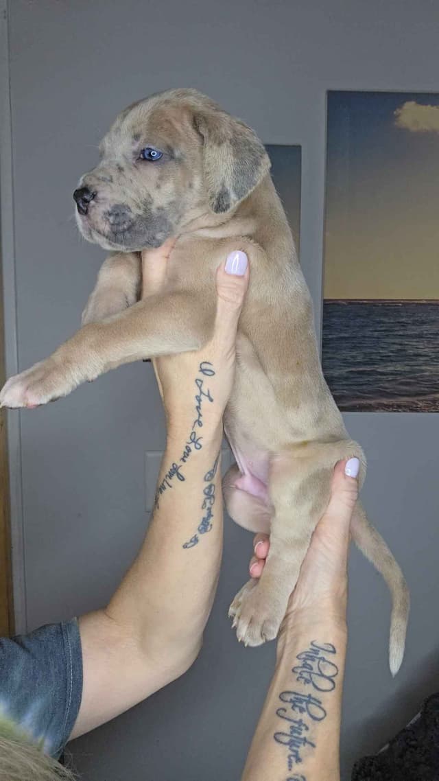 Great Dane Puppies media 11