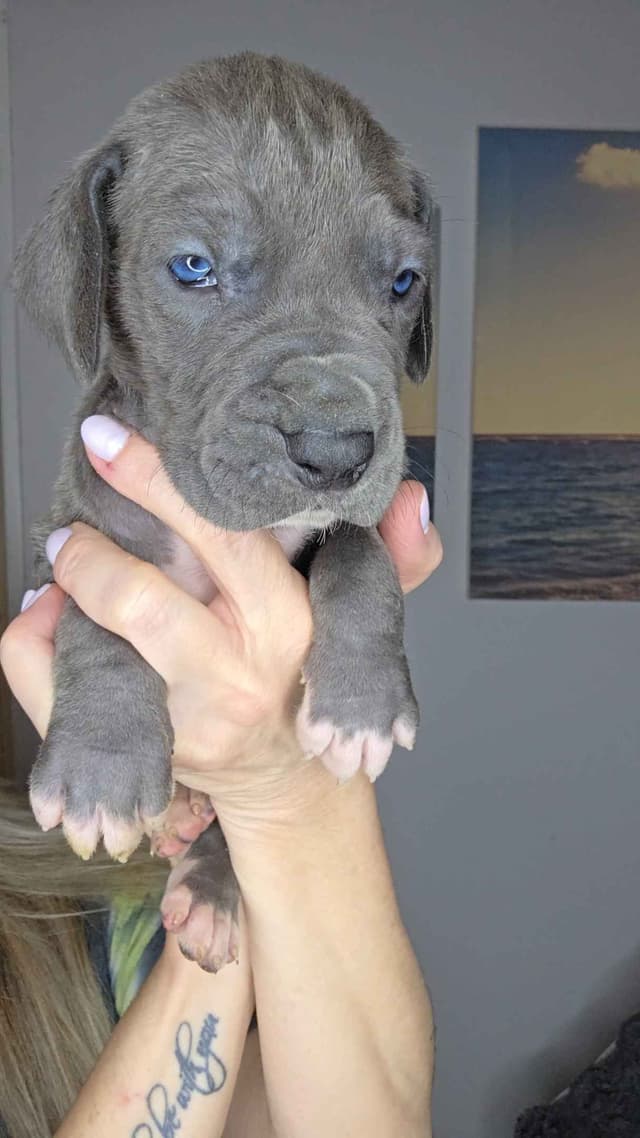 Great Dane Puppies media 5