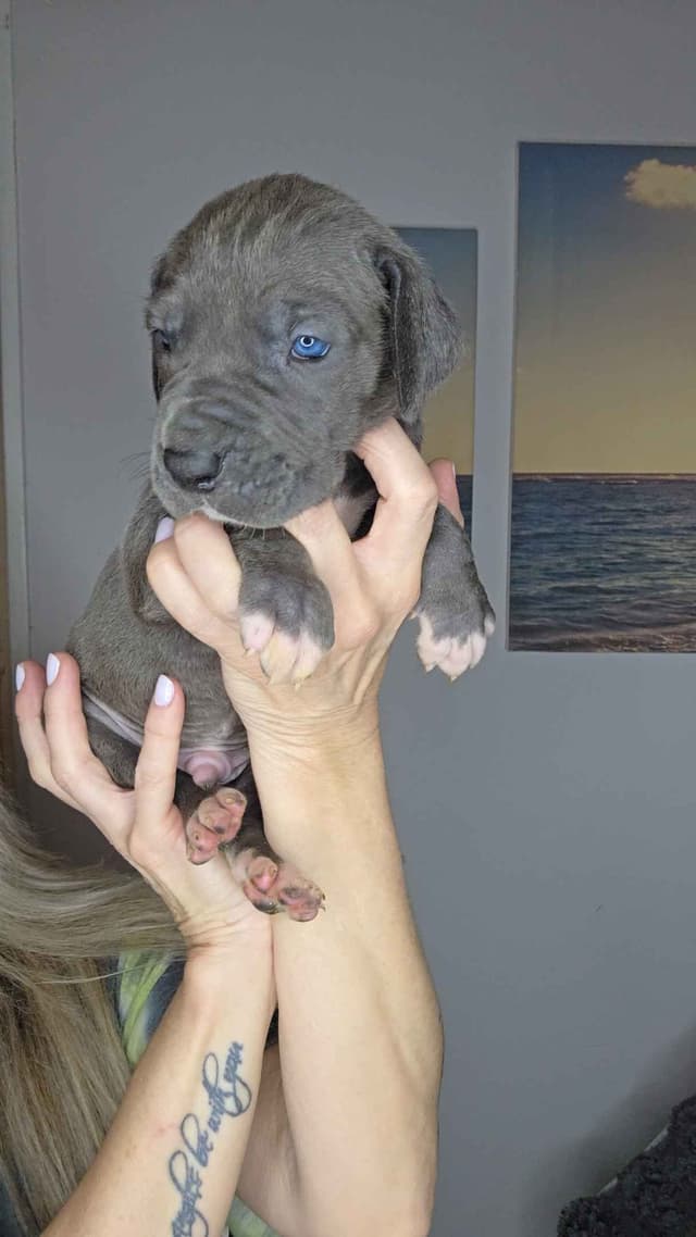 Great Dane Puppies media 18