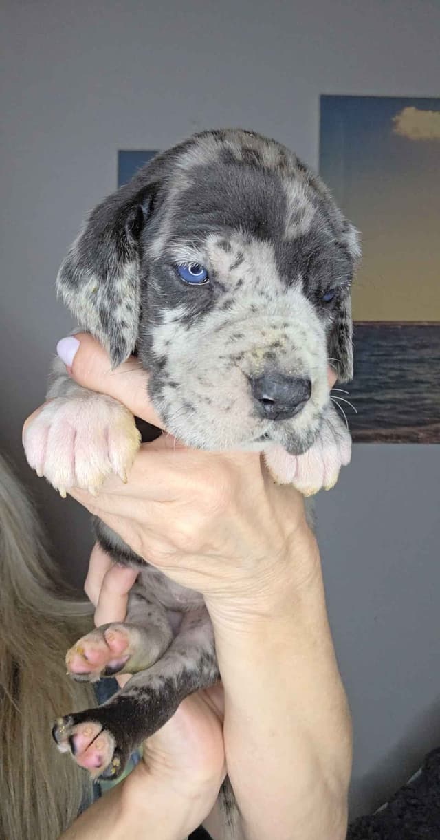 Great Dane Puppies media 3