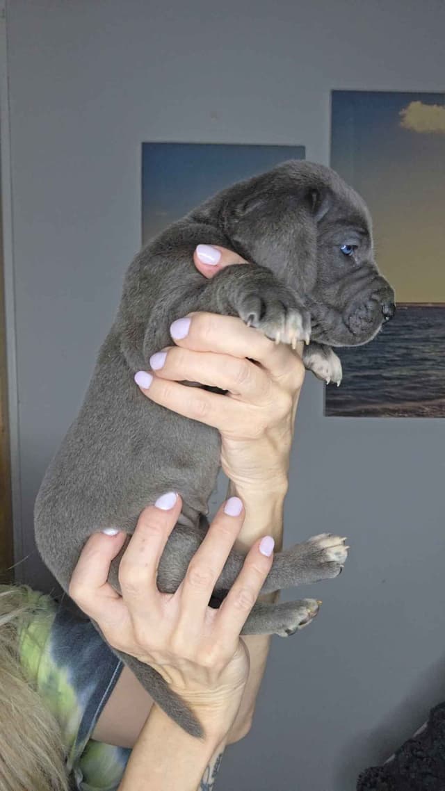 Great Dane Puppies media 21