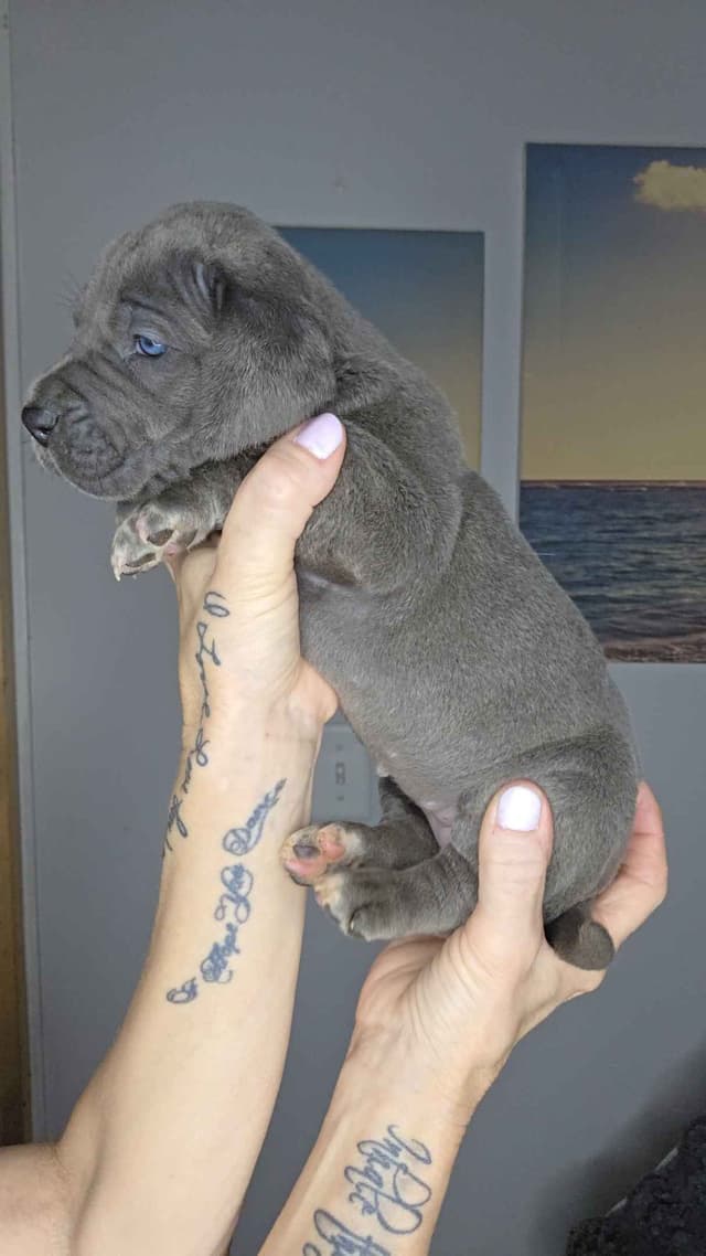 Great Dane Puppies media 22