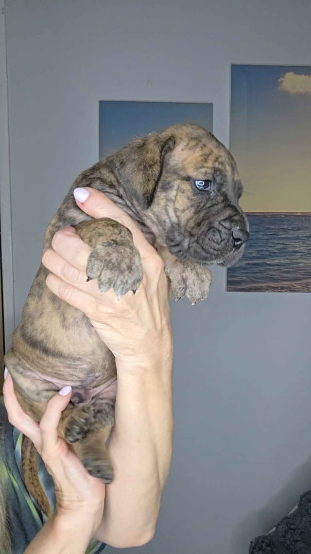 Great Dane Puppies media 23