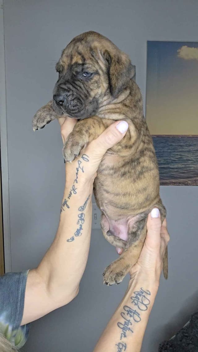 Great Dane Puppies media 6