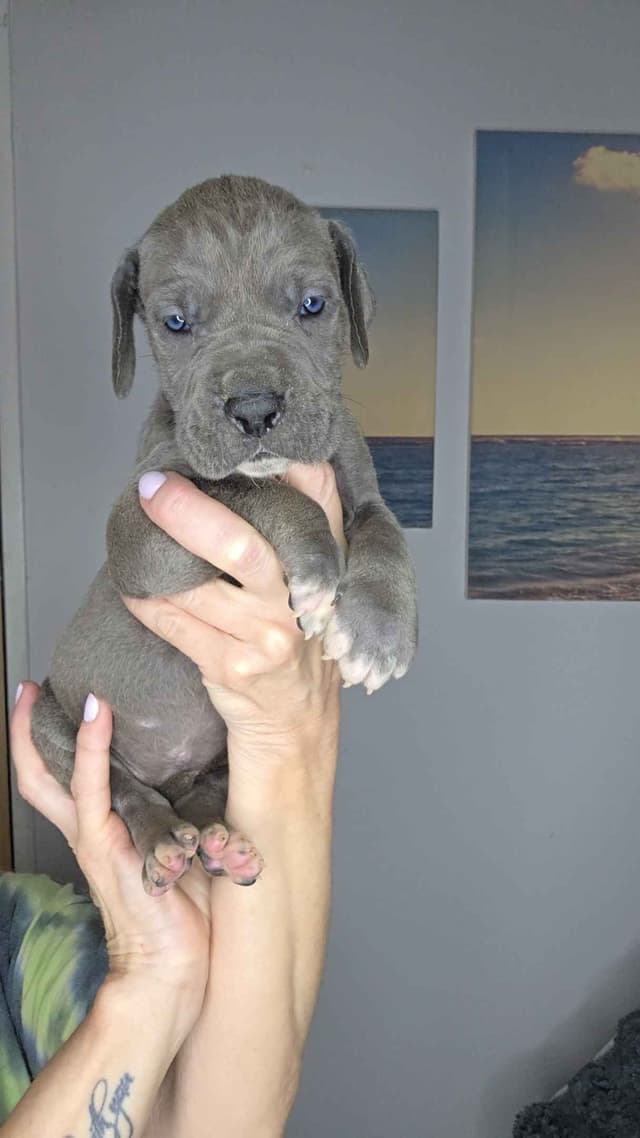 Great Dane Puppies media 7