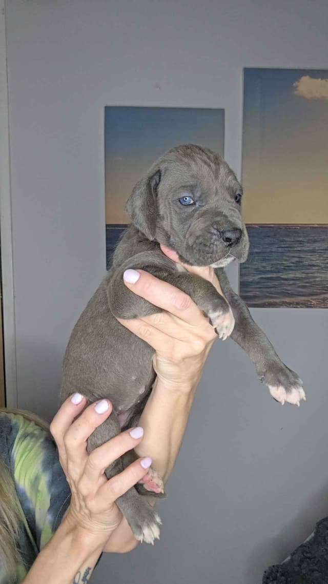 Great Dane Puppies media 24