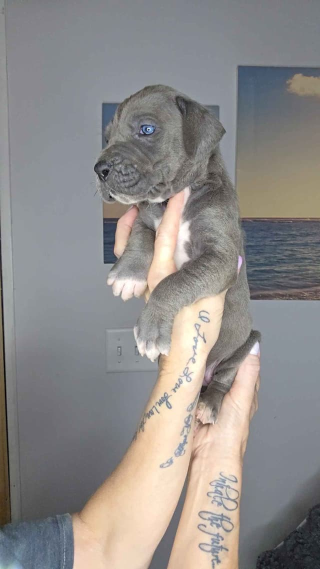 Great Dane Puppies media 25