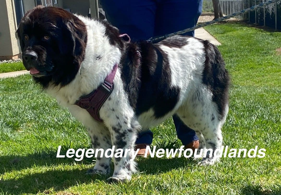 Newfoundland Puppies breeder image 8