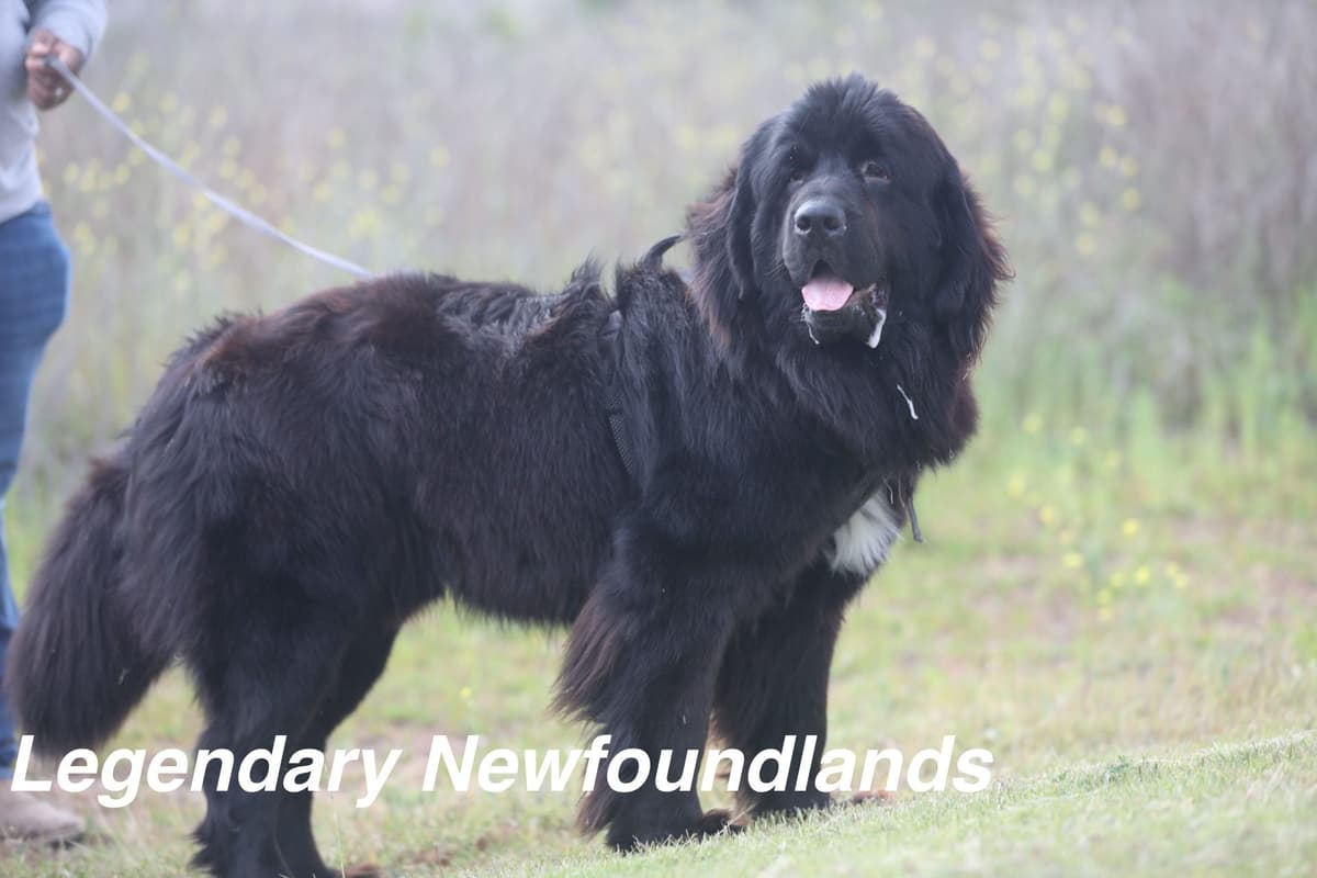 Newfoundland Puppies breeder image 2