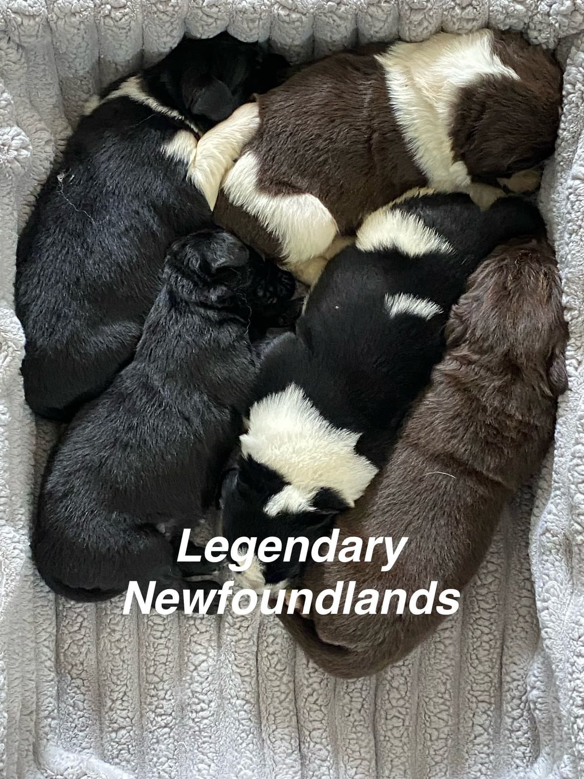 Newfoundland Puppies breeder image 1
