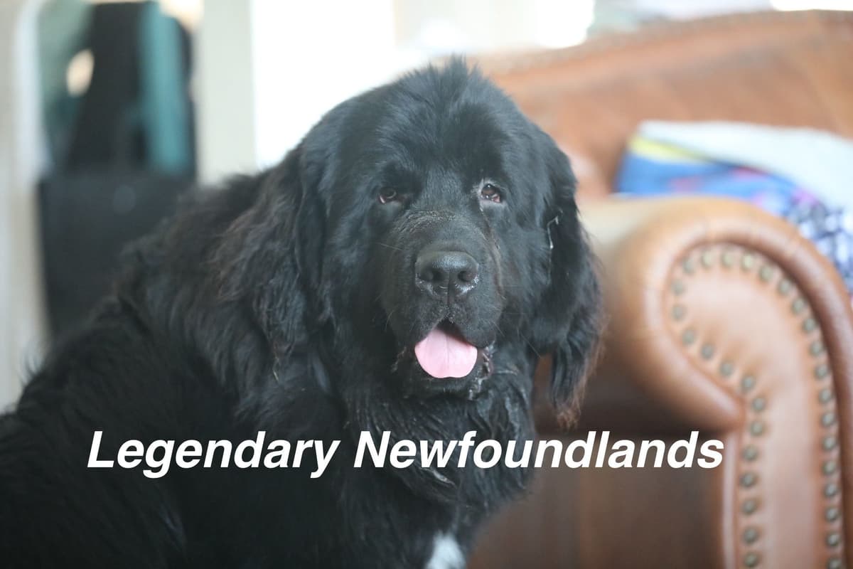 Newfoundland Puppies breeder image 3