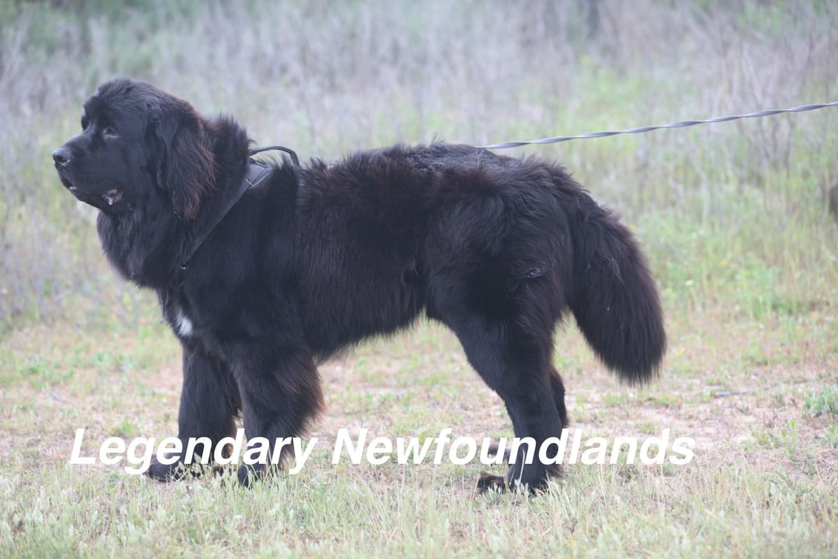 Newfoundland Puppies breeder image 6