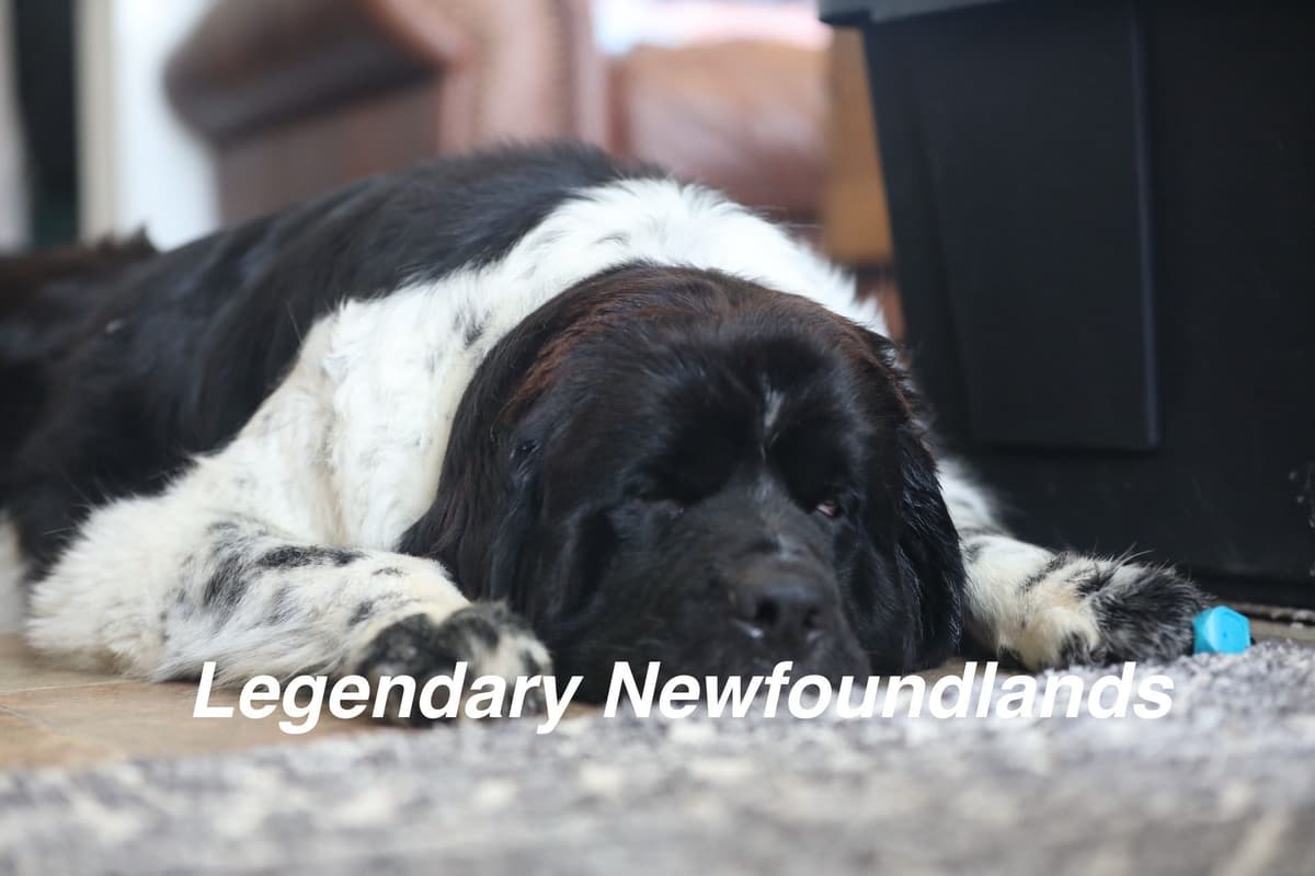 Newfoundland Puppies breeder image 10