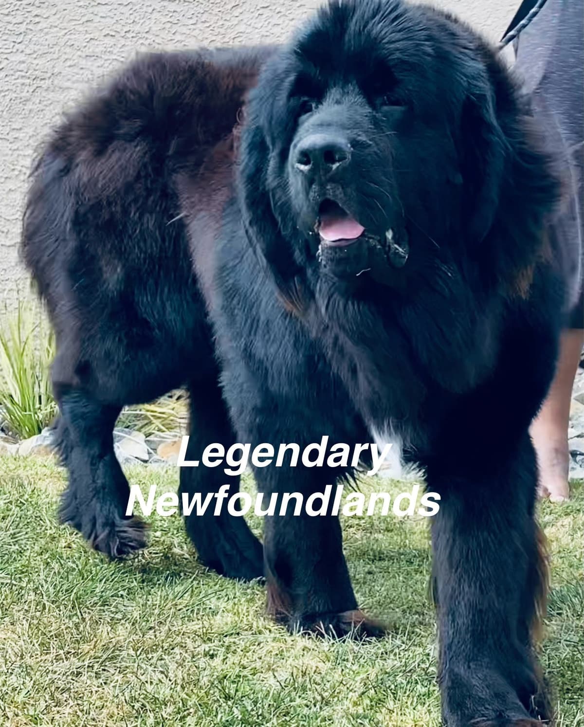 Newfoundland Puppies breeder image 5