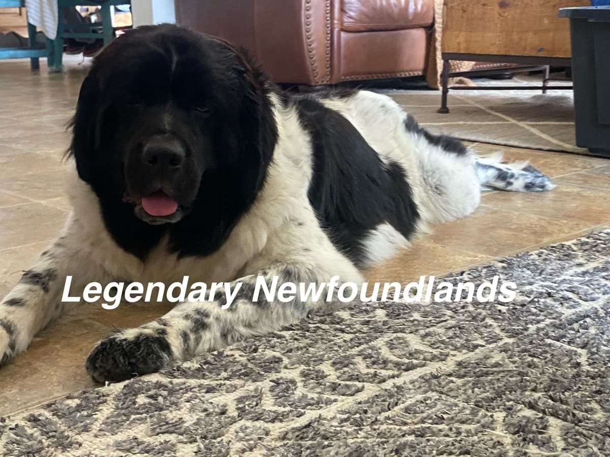 Newfoundland Puppies breeder image 11