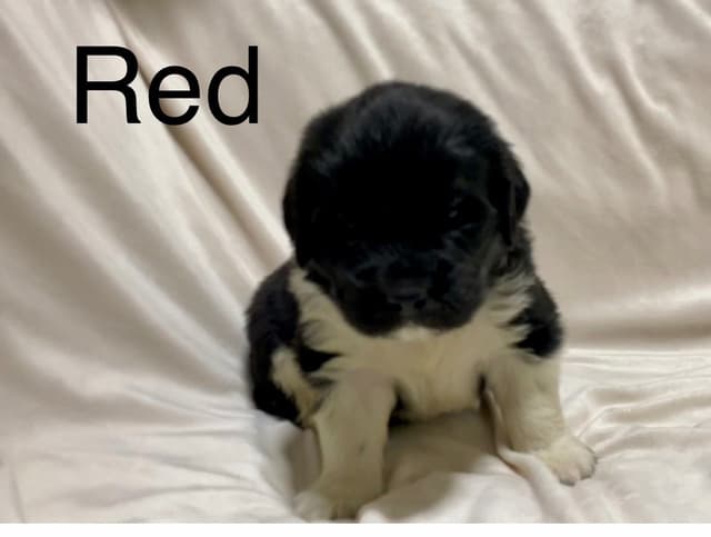 Newfoundland Puppies media 14